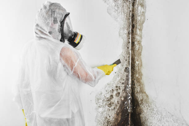 Why You Should Choose Our Mold Remediation Services in Willow Oak, FL