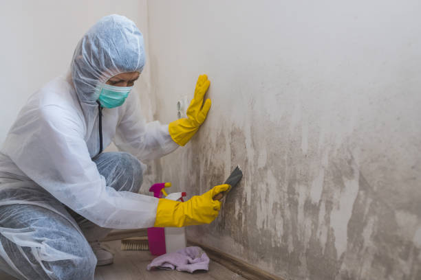 Mold Documentation for Insurance Claims in Willow Oak, FL