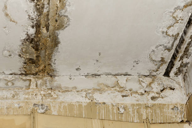 Trusted Willow Oak, FL Mold Prevention & Removal  Experts